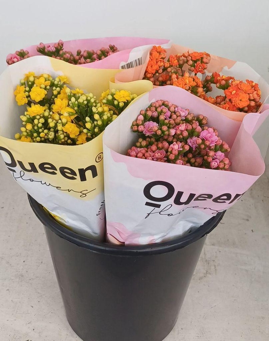<h4>Kalanchoe mix</h4>