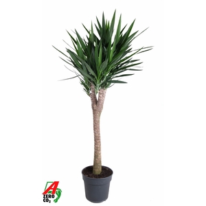 Yucca