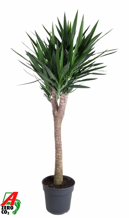 <h4>Yucca</h4>