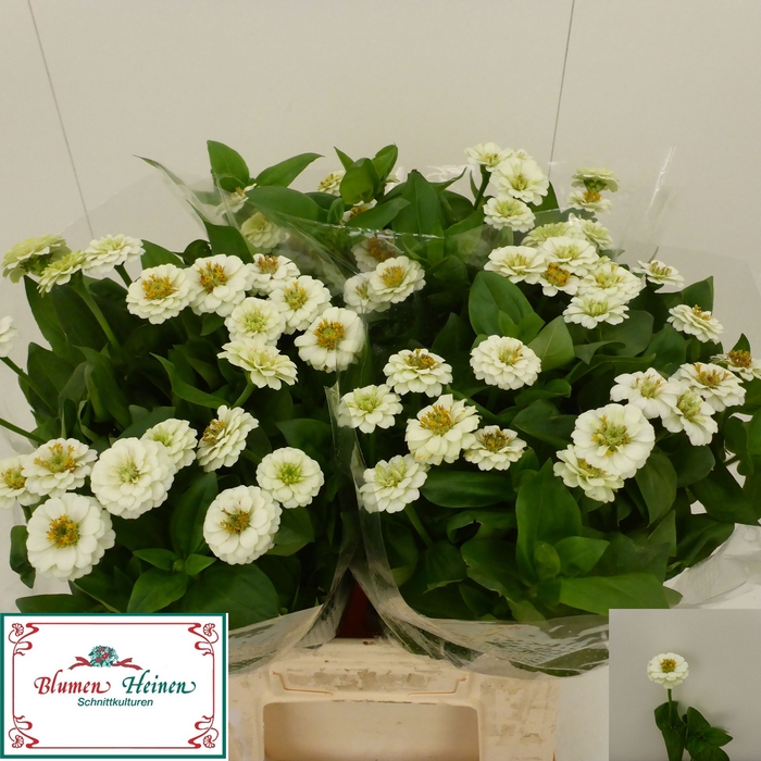 <h4>ZINNIA LILL WHITE</h4>