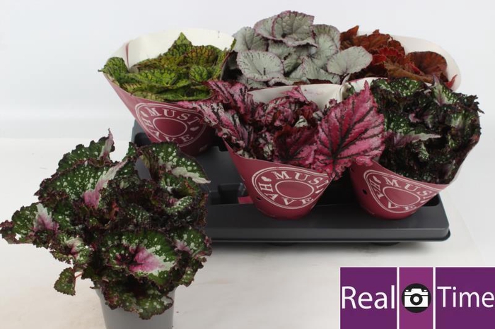 <h4>BEG BEL GEM</h4>