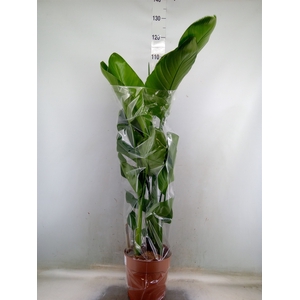 Strelitzia nicolai