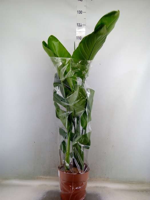<h4>Strelitzia nicolai</h4>
