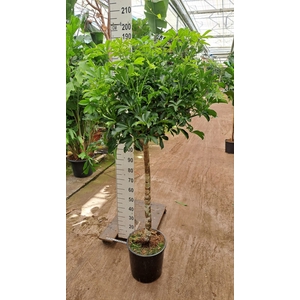 Schefflera Compacta