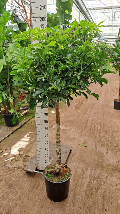 Schefflera Compacta