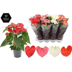 Anthurium 14 cm 4 color mix in Diamond Hoes
