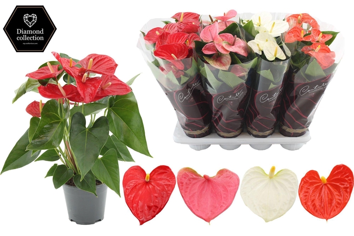 <h4>Anthurium 14 cm 4 color mix in Diamond Hoes</h4>