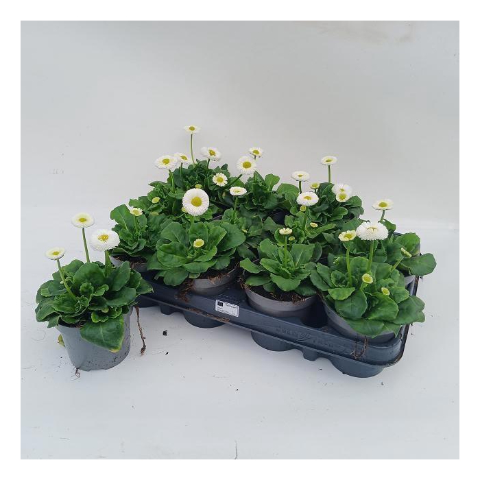 <h4>BELLIS PERENNIS</h4>