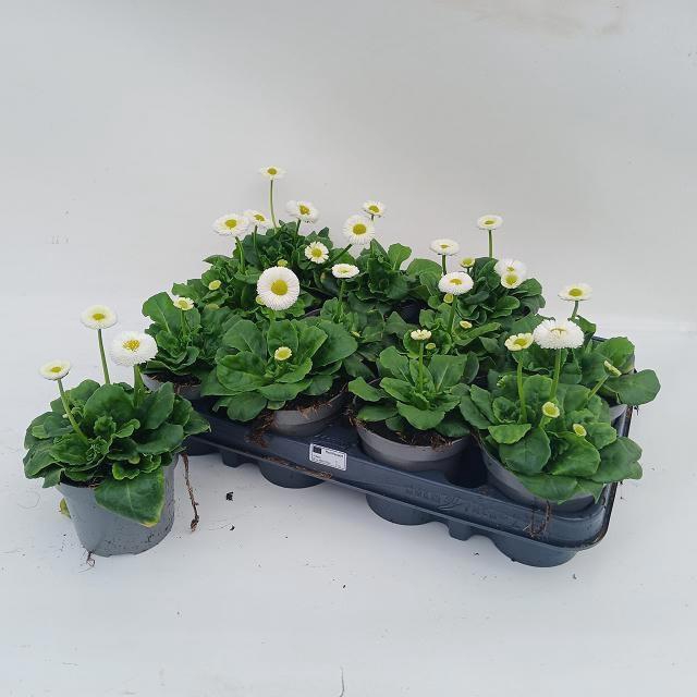 <h4>BELLIS PERENNIS</h4>