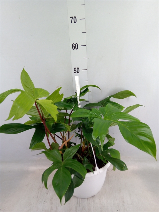 <h4>Philodendron   ...</h4>