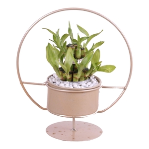 Lucky Bamboo Round 2Small in ø20cm Metal Gold Circle Frame