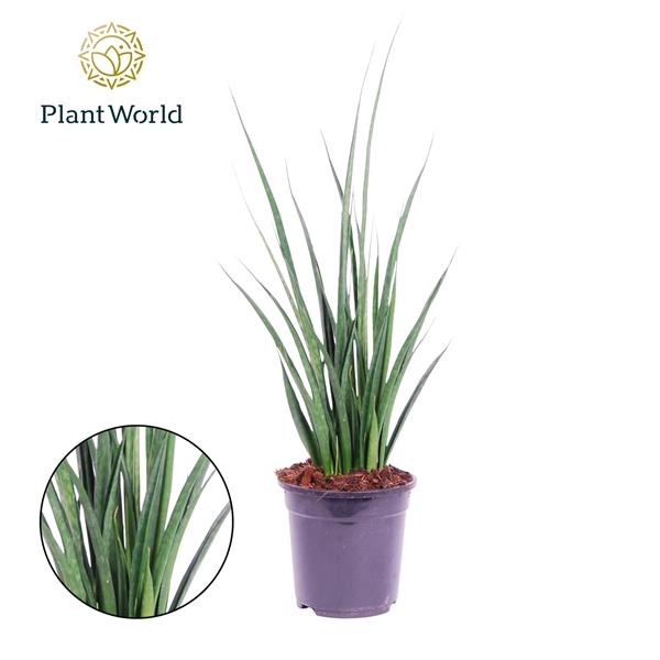 <h4>Sansevieria kirkii Friends</h4>