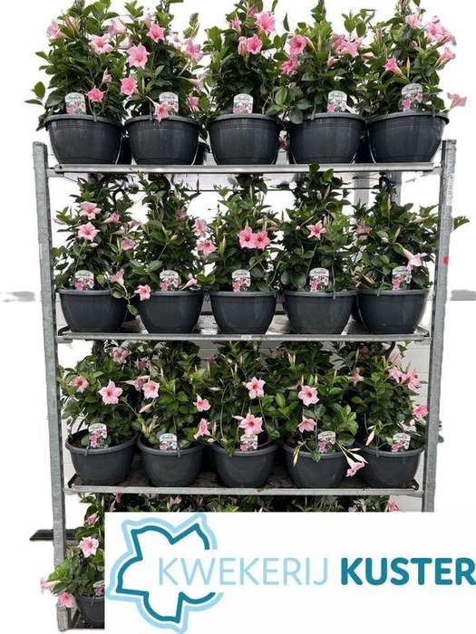 <h4>MANDE SUN CR PINK</h4>