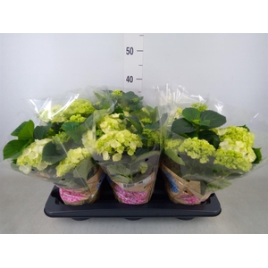 Hydrangea mac. 'Schneeball'