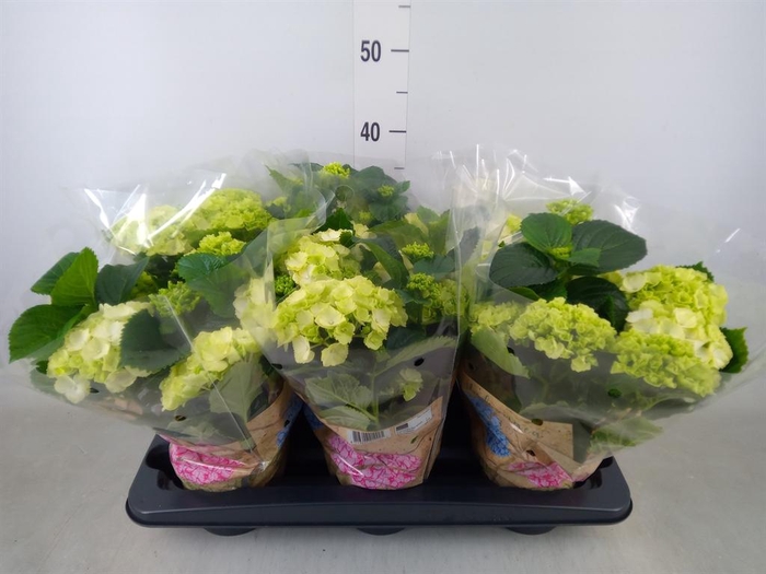 <h4>Hydrangea mac. 'Schneeball'</h4>
