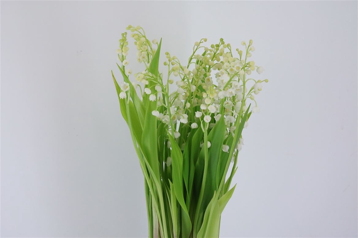 <h4>Convallaria Majalis (nl)</h4>