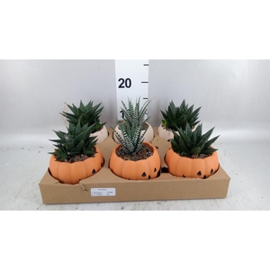 Aloe   ...mix