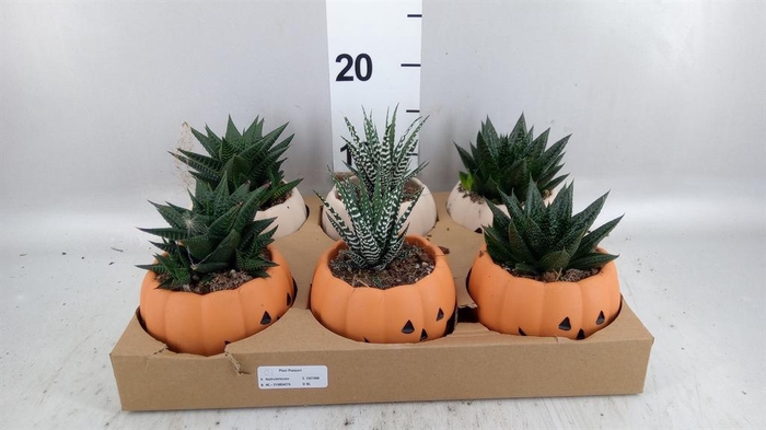 <h4>Aloe   ...mix</h4>