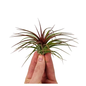 Tillandsia Rainforest red medium