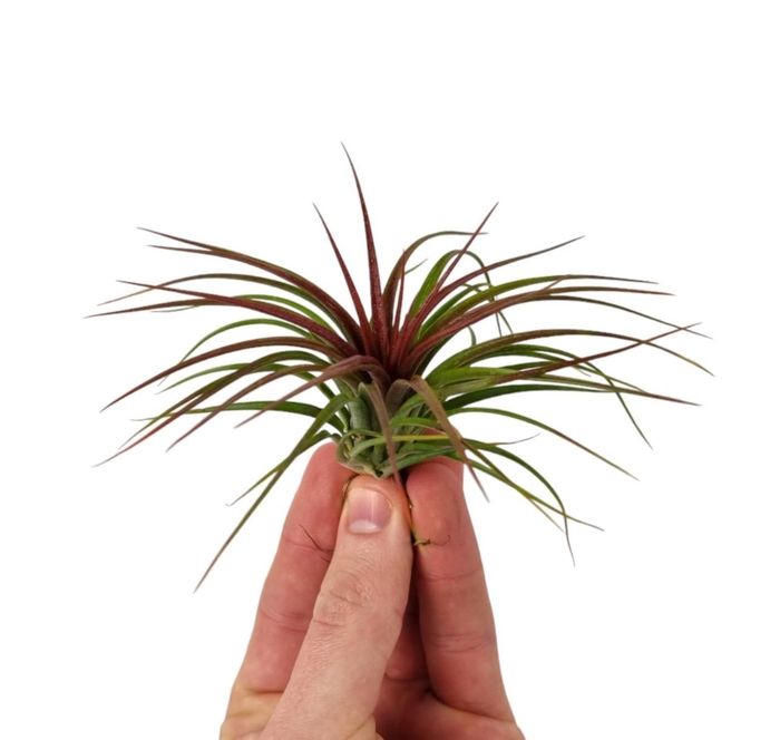 <h4>Tillandsia Rainforest red medium</h4>