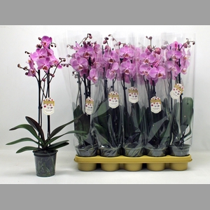 PHAL OV ROZE