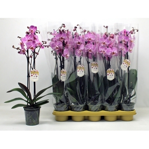 PHAL OV ROZE
