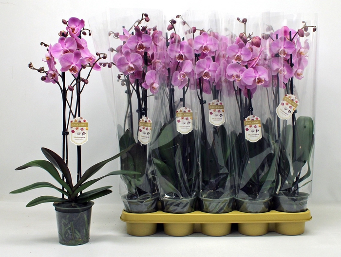<h4>PHAL OV ROZE</h4>