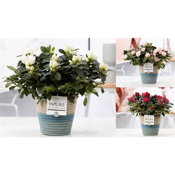<h4>1st class Azalea mix in P&PURE Fashionpot Valerie</h4>