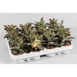 Kalanchoe NF tomentosa