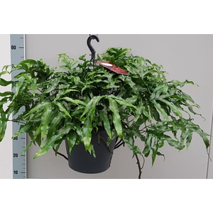 Microsorum diversifolium