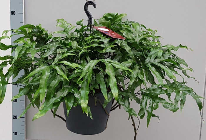 <h4>Microsorum diversifolium</h4>