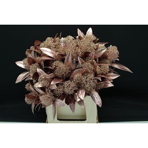 Skimmia Rose Gold