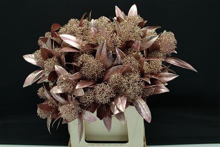 <h4>Skimmia Rose Gold</h4>