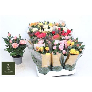 Ro Kordan Grande Gem