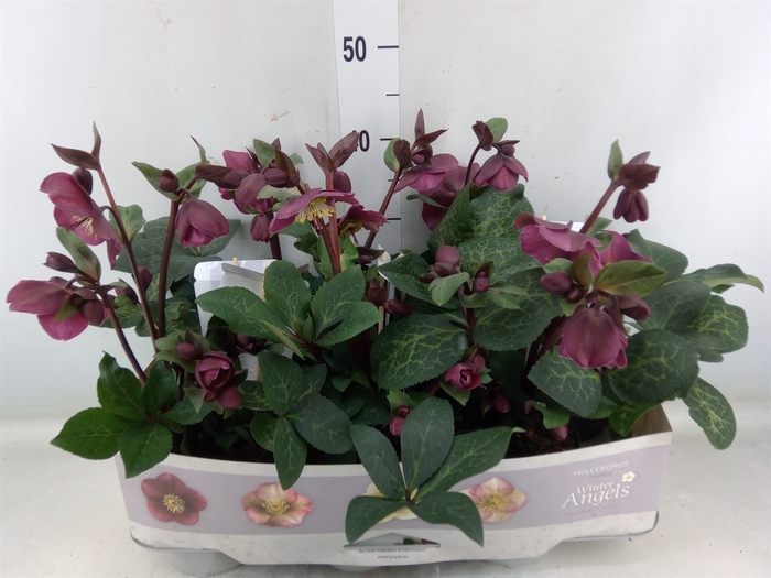 <h4>Helleborus  'Fkiss Annas Red'</h4>