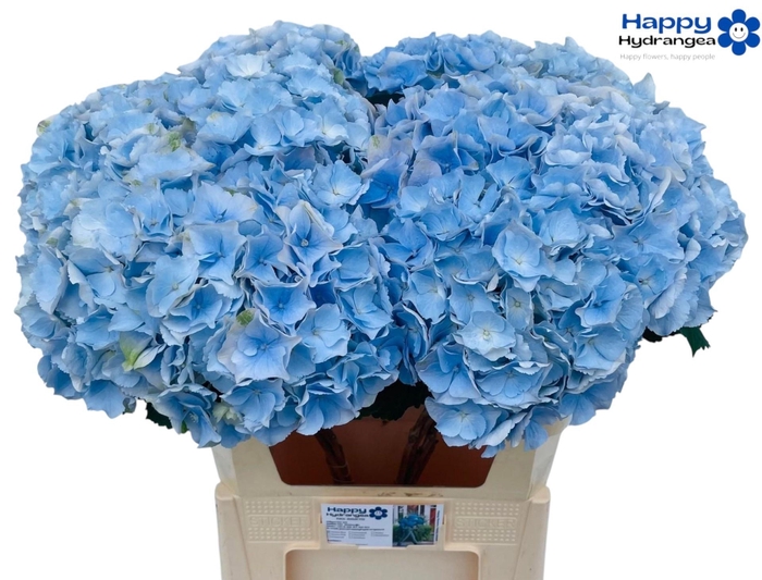 <h4>HYDR M CH VERENA BL</h4>