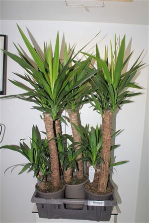 <h4>Yucca 60-20 Cm</h4>