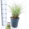 Miscanthus sinensis Red Cloud