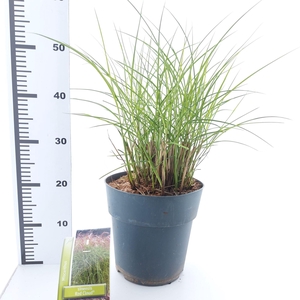 Miscanthus sinensis Red Cloud