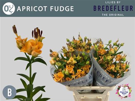 <h4>Li La Apricot Fudge</h4>
