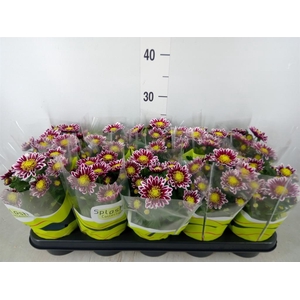 Chrysanthemum  'Splash Rocker'