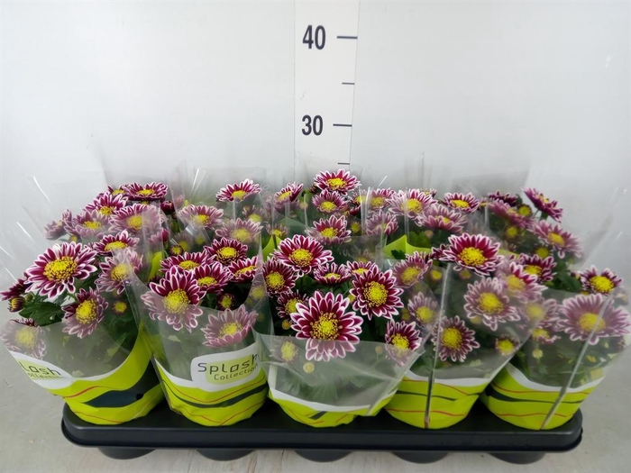 <h4>Chrysanthemum  'Splash Rocker'</h4>