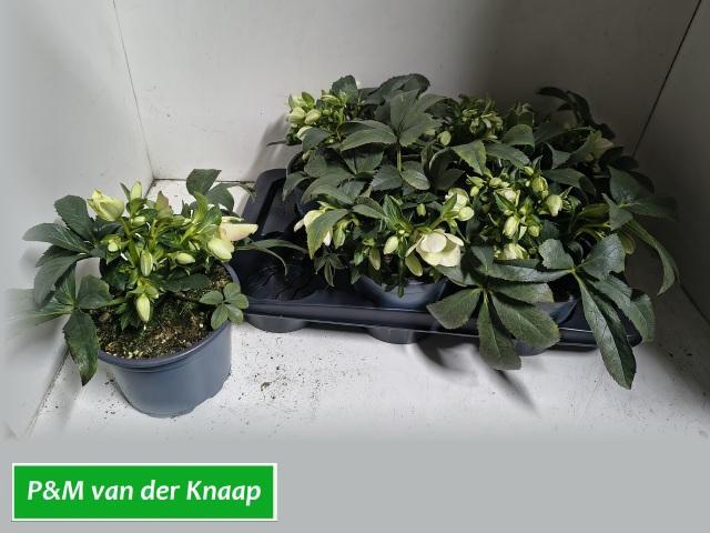 <h4>HELL VIV VIVIANA</h4>