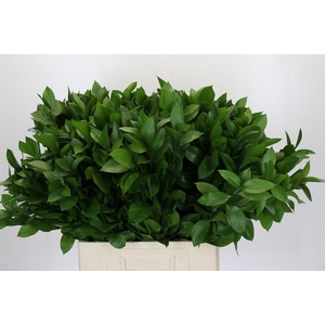 RUSCUS HYPOPHYLLUM