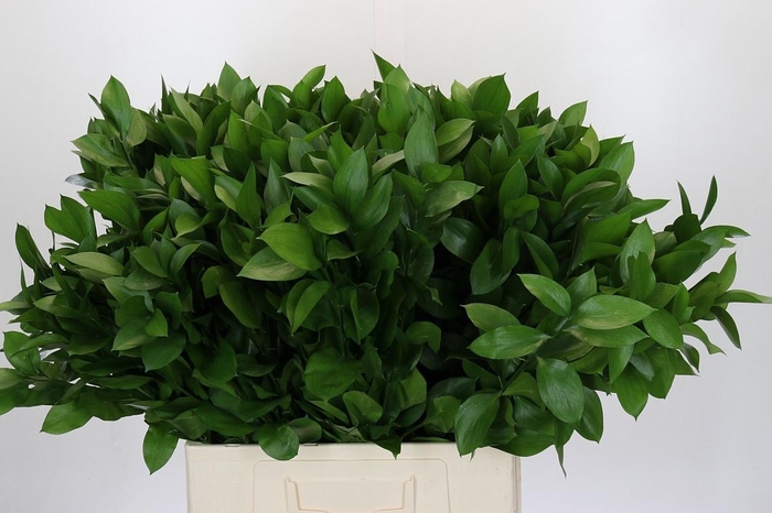 <h4>RUSCUS HYPOPHYLLUM</h4>