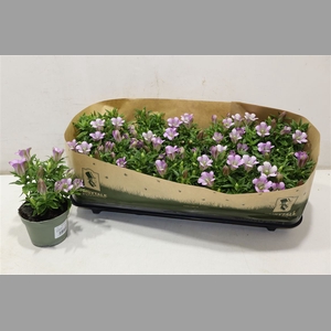 Gent R D Pink Star