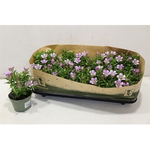 Gent R D Pink Star