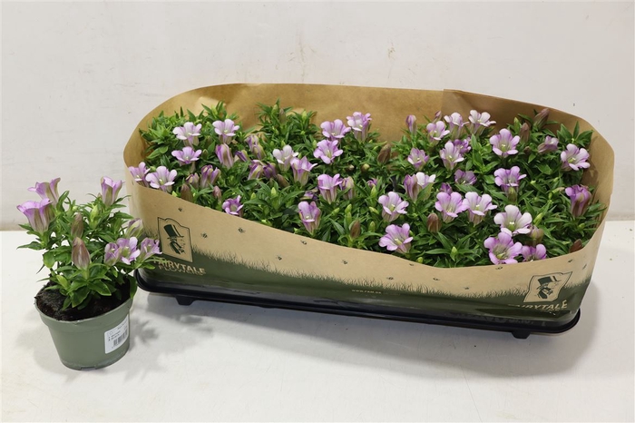 <h4>Gent R D Pink Star</h4>