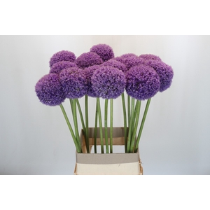Allium Giganteum