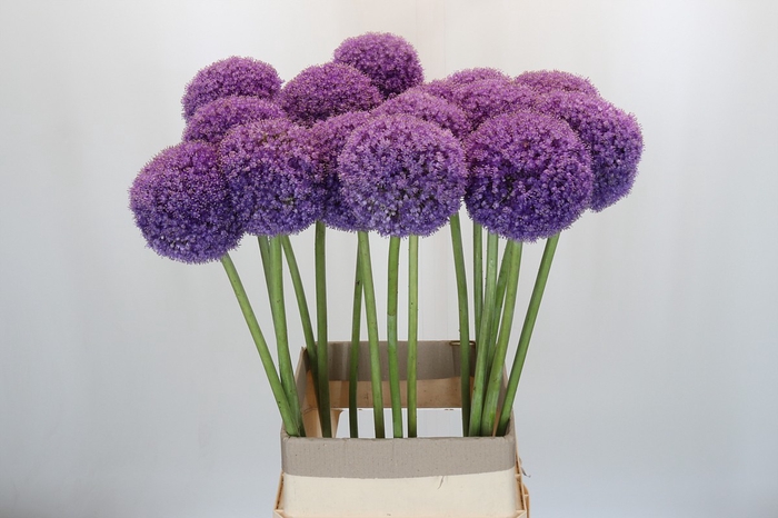 <h4>Allium Giganteum</h4>